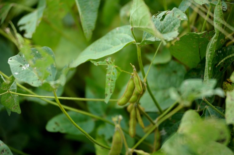 Soybeans (K-State Research & Extension photo.)