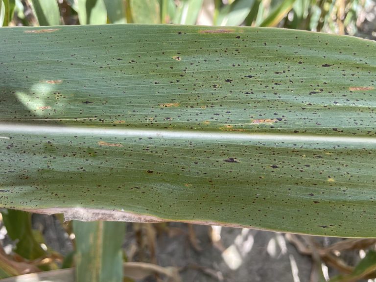 Tar spot on corn. (Photo by Mandy Bish.)