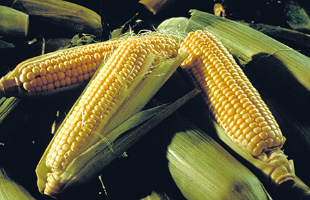 Tar spot fungus in corn. (Courtesy photo.)