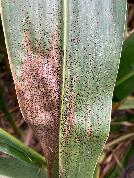 Rains early in the growing season are conducive to tar spot development during grain fill, which can be devastating. (Photo courtesy of AgriGold.)