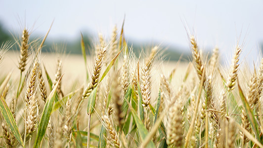 K-State has released two publications that will help Kansas farmers with selecting future wheat varieties. (K‑State Research and Extension)