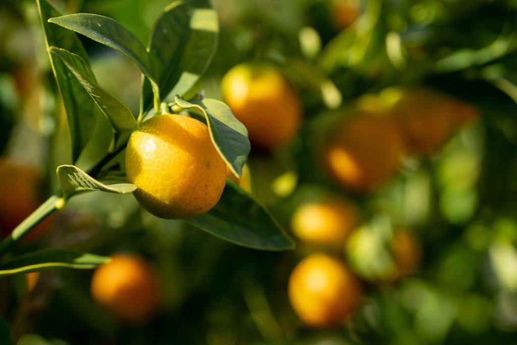 You can enjoy oranges from trees before they turn completely orange. (Texas A&M AgriLife photo)