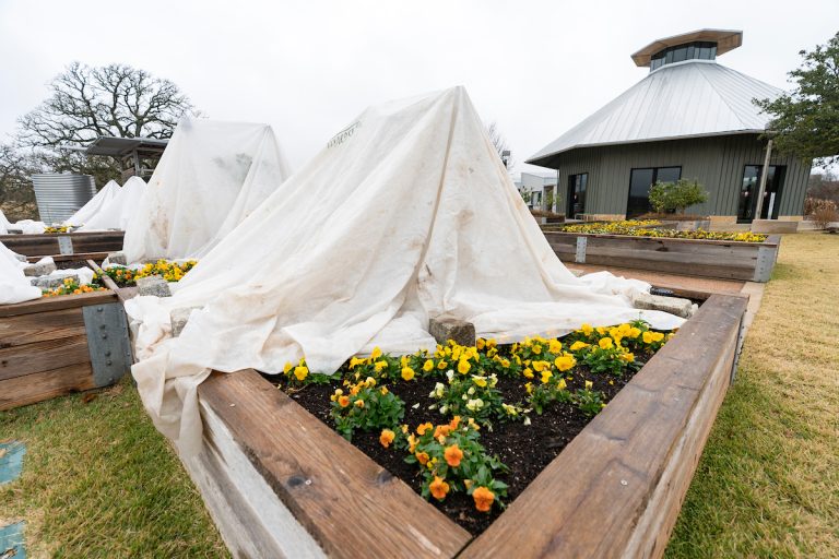 Fruit trees protected from freezing temperatures at The Gardens at Texas A&M. A cold protection plan should include covers for sensitive trees and plants. (Texas A&M AgriLife photo by Laura McKenzie)
