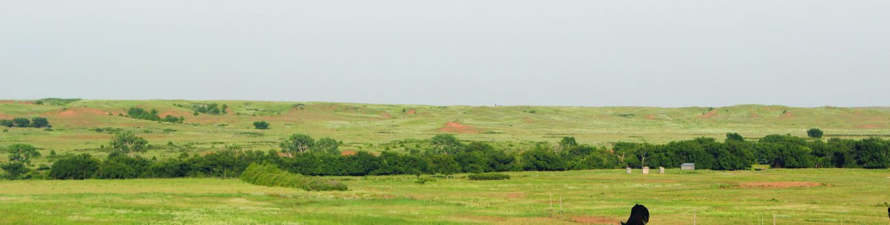 Black and black baldie cattle predominate the Merrill Ranch in Comanche County, Kansas. (Journal photo by Kylene Scott)