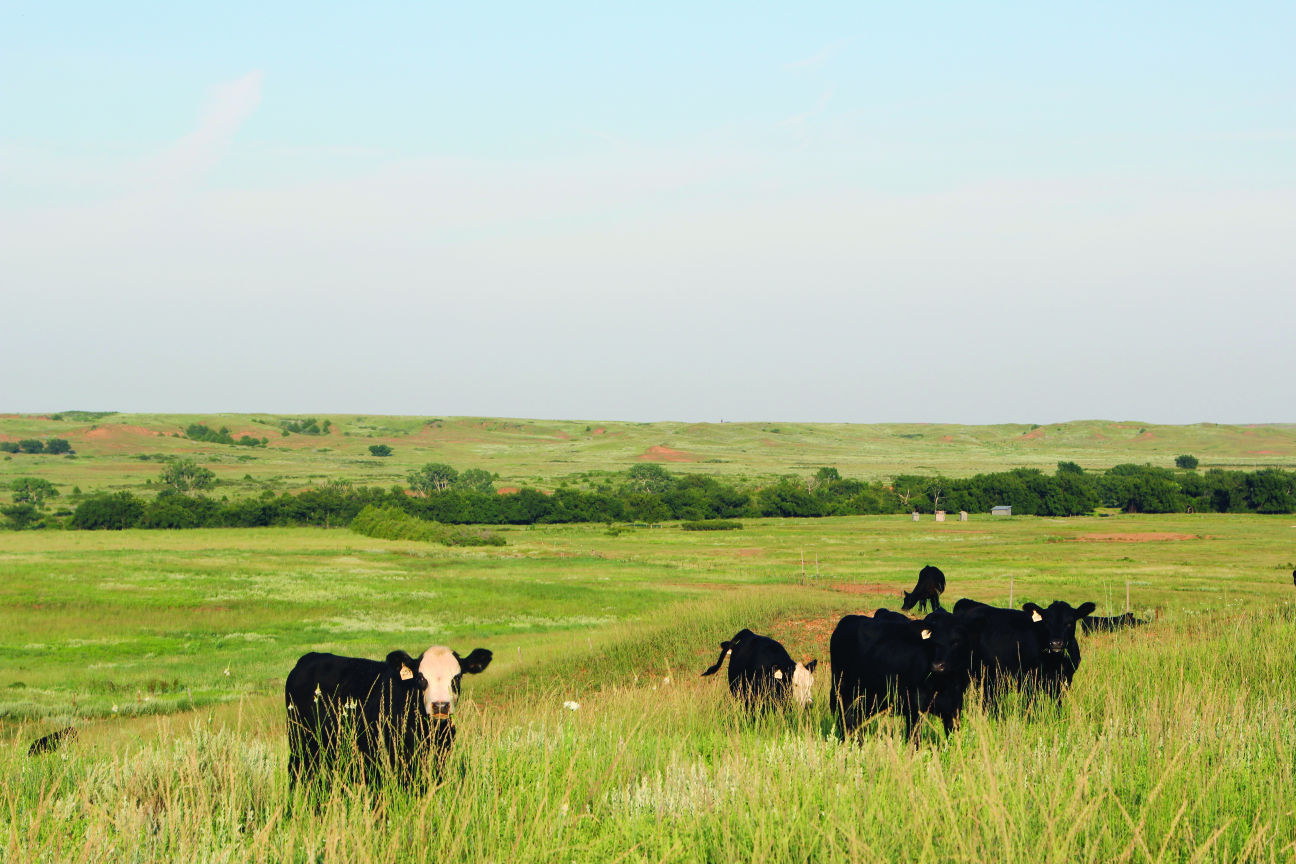 Black and black baldie cattle predominate the Merrill Ranch in Commanche County, Kansas. (Journal photo by Kylene Scott)
