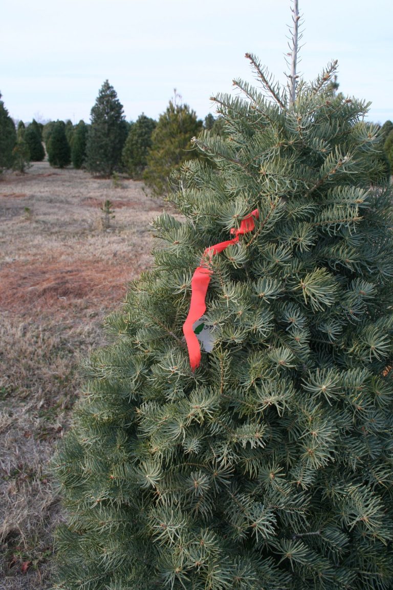 Christmas tree farm (Journal stock photo by Lacey Newlin)