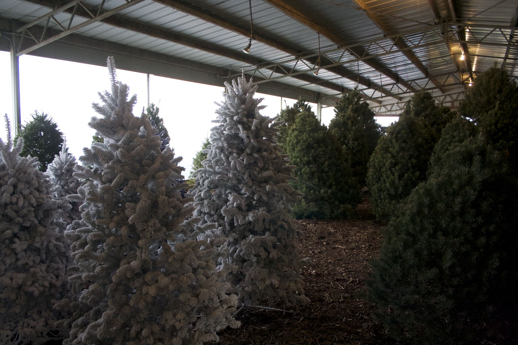 Christmas trees (Journal stock photo by Lacey Newlin)