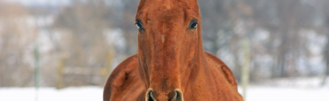 Horse (Journal stock photo)