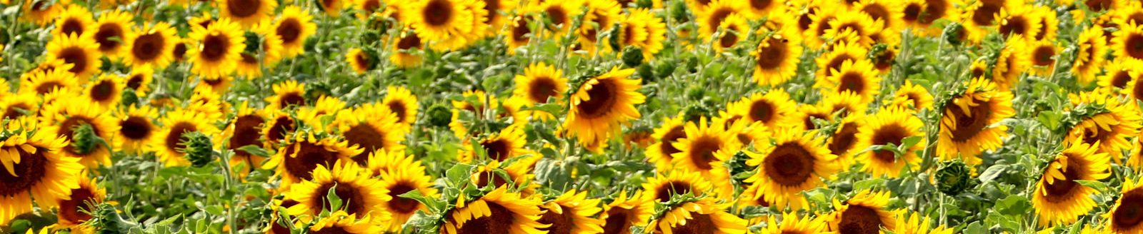 Sunflowers (Photo: Trish Brown - Walsh, Colorado)