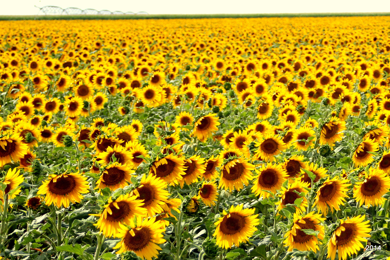 Sunflowers (Photo: Trish Brown - Walsh, Colorado)