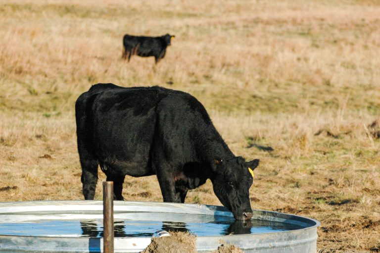 (Photo courtesy of Certified Angus Beef.)