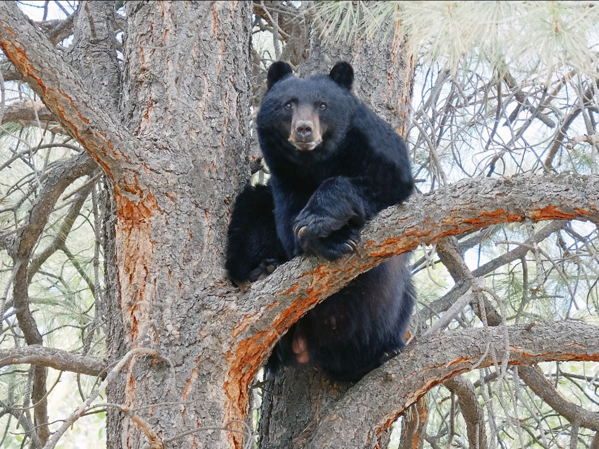 Black bears in Colorado's urban areas can stay awake year-round if unnatural food sources remain available. Do your part by keeping food sources like trash and bird seed secured all year long. (Photo courtesy of Colorado Parks and Wildlife.)