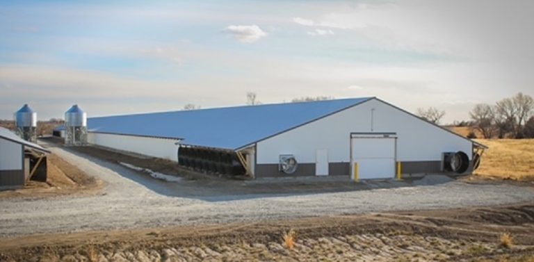 Housing for broiler poultry. (Image courtesy of Iowa State University.)