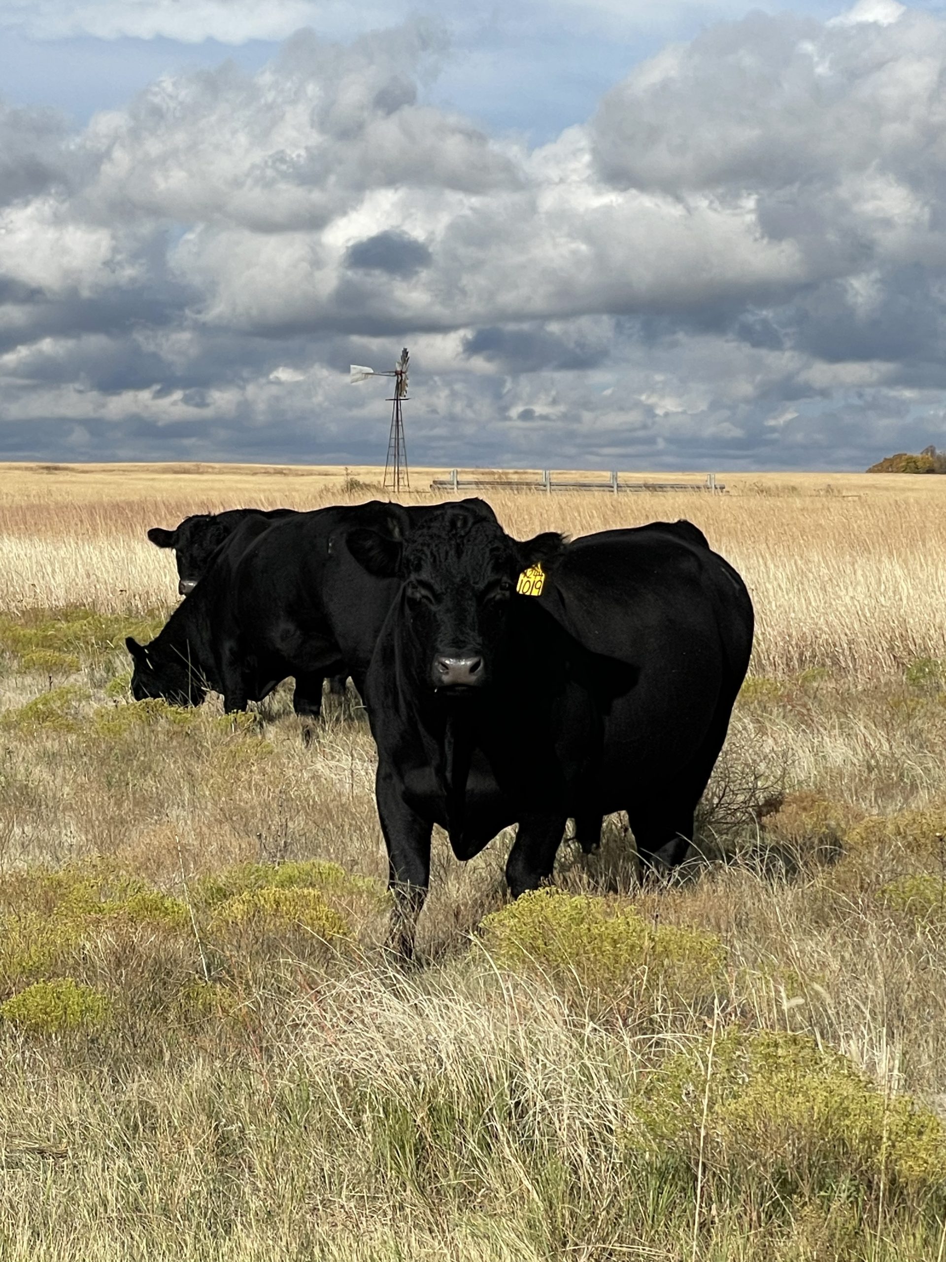 Three Angus bulls. (Journal photo by Jennifer Theurer.)
