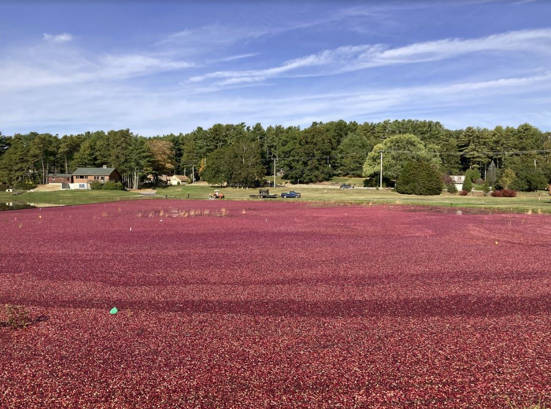 Cranberry west harvest in Kingston, Mass. Photo by Mathcar. Shared under a Creative Commons license (CC BY-SA 4.0) via Wikimedia Commons.