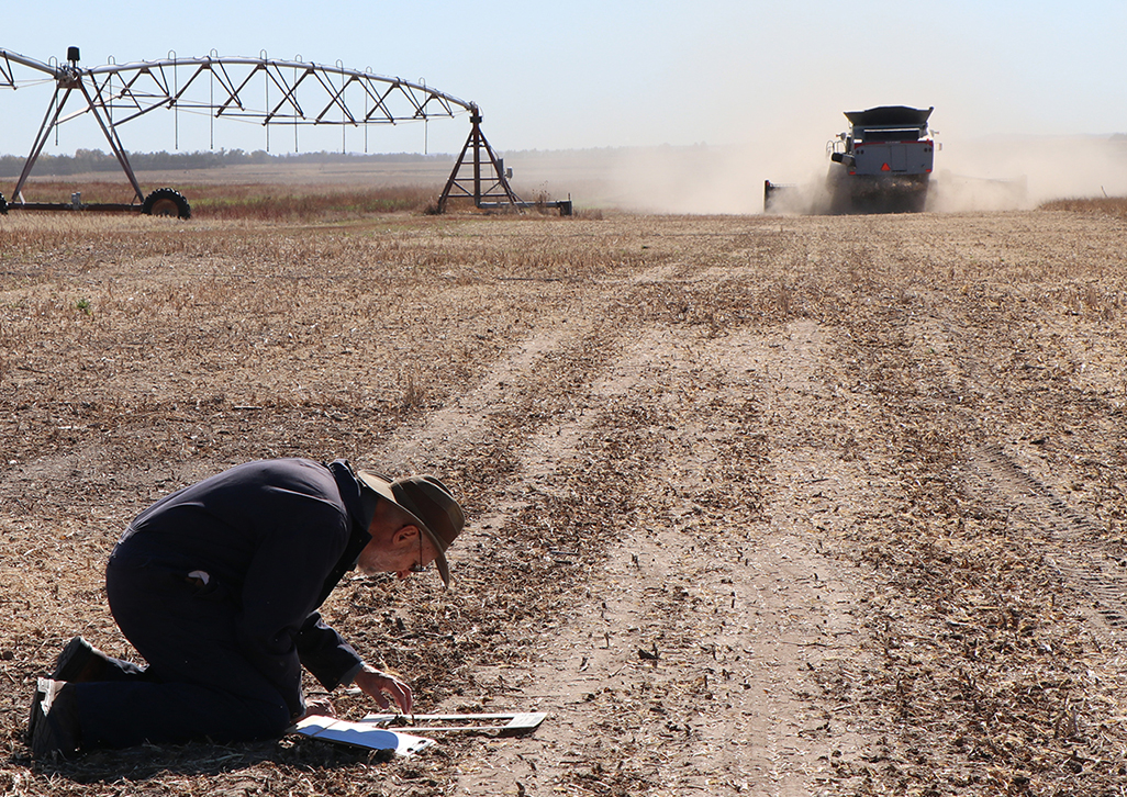 Nebraska Extension Educator Gary Stone kneels and counts bean loss after the combine has gone by for an On-Farm Research study. (Photo courtesy of University of Nebraska-Lincoln.)