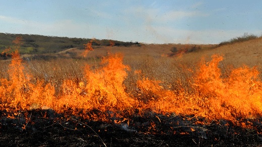 Prescribed burn in the Flint Hills of Kansas. (Photo courtesy of Kansas State University Research and Extension.)