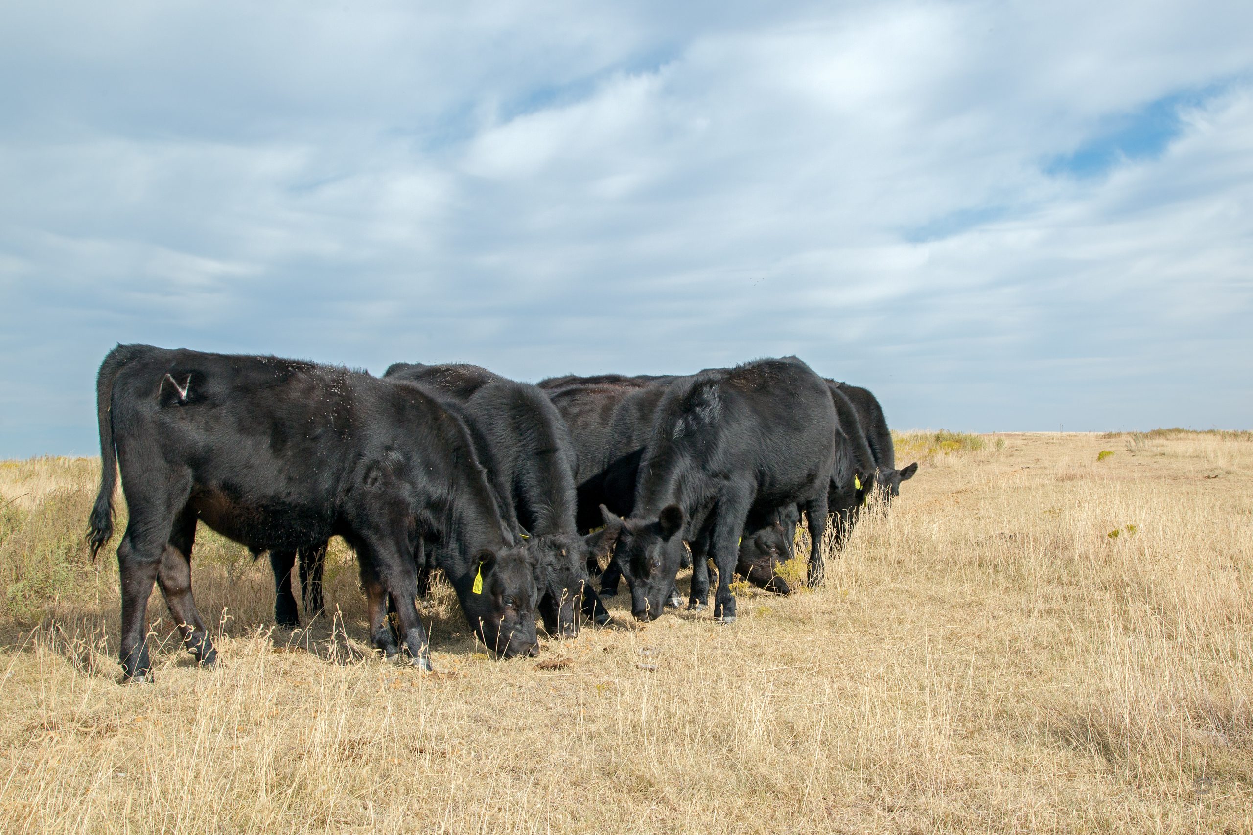 Calves grazing on the Giles Ranch. (Journal photo by Kylene Scott.)