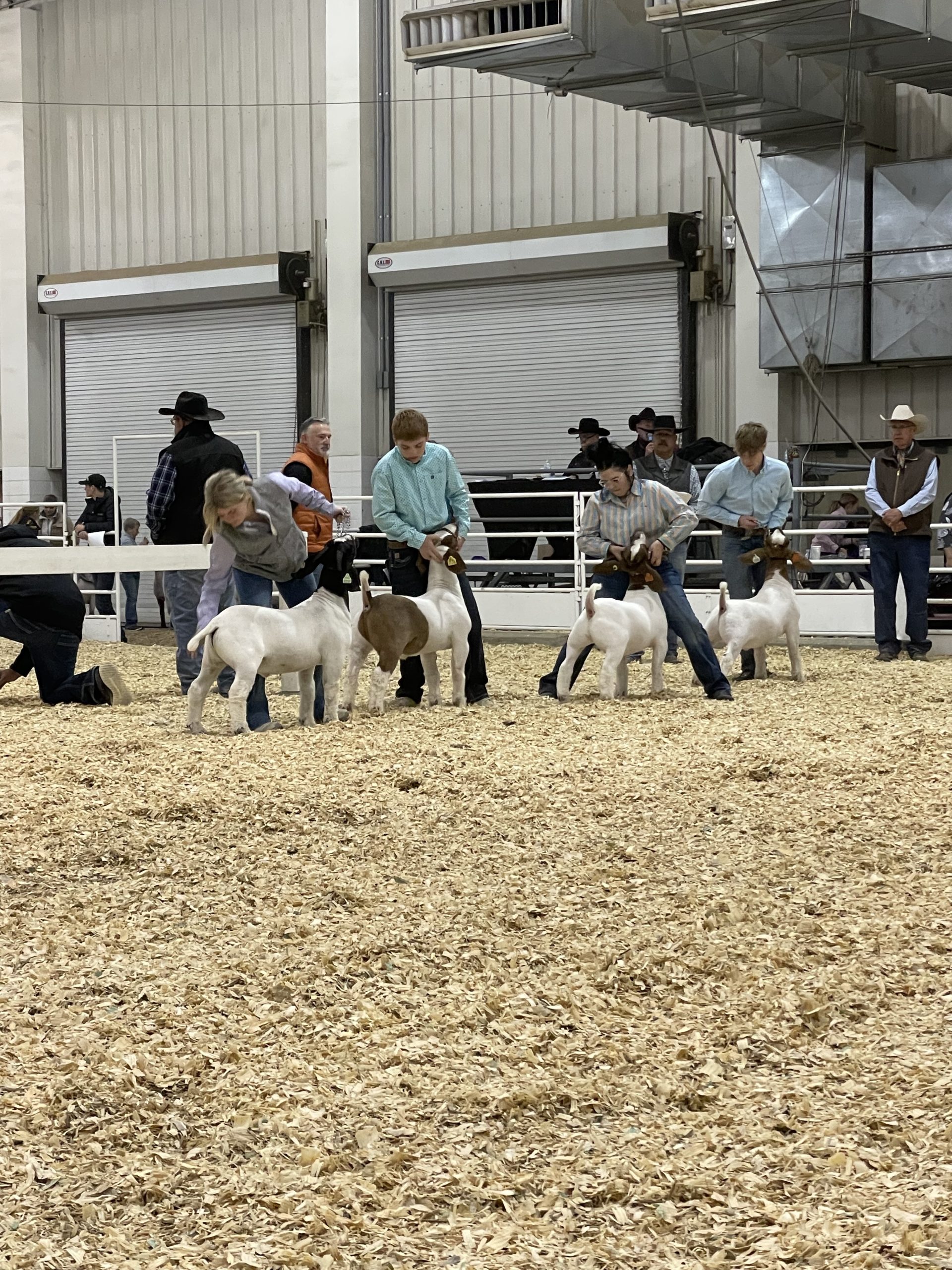 Market goat show with four entries and a ringman. (Journal photo by Jennifer Theurer.)