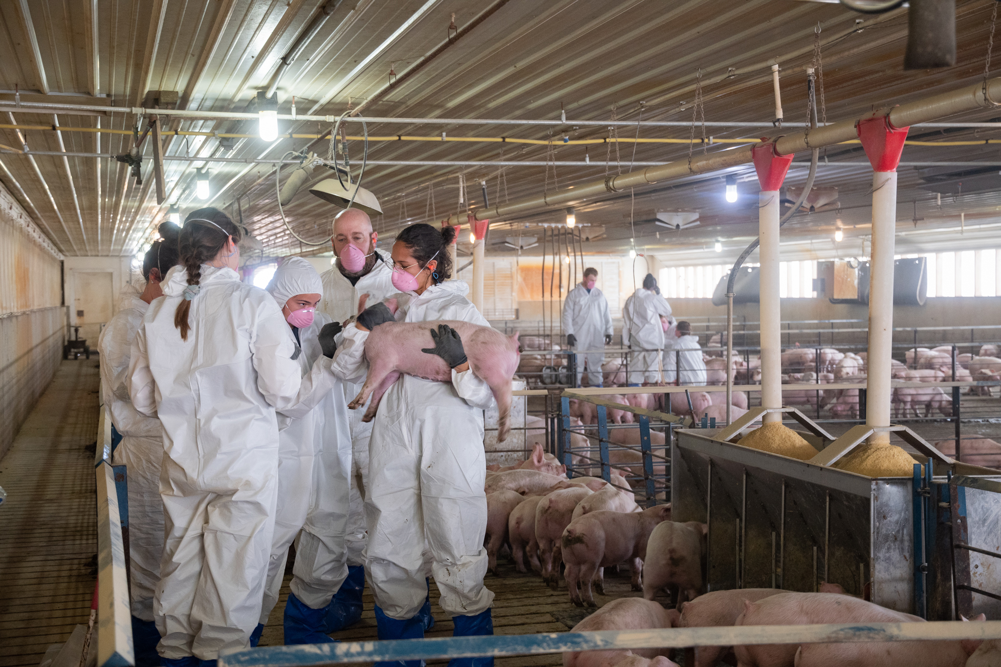 A group of vet students standing in a pig pen. One is holding a pig while another inspects the young pig. (Photo courtesy of Iowa State University.)