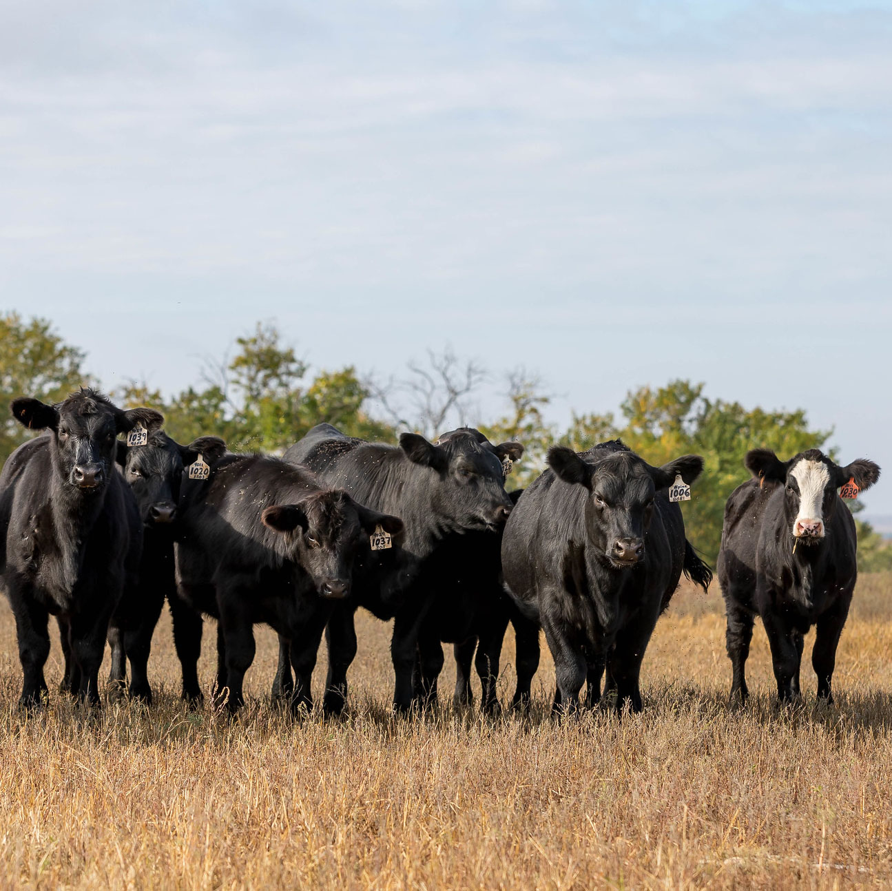 When purchasing bred heifers, it is important to know their expected calving date and vaccination history. (Photo courtesy of Kansas State University Research and Extension.)