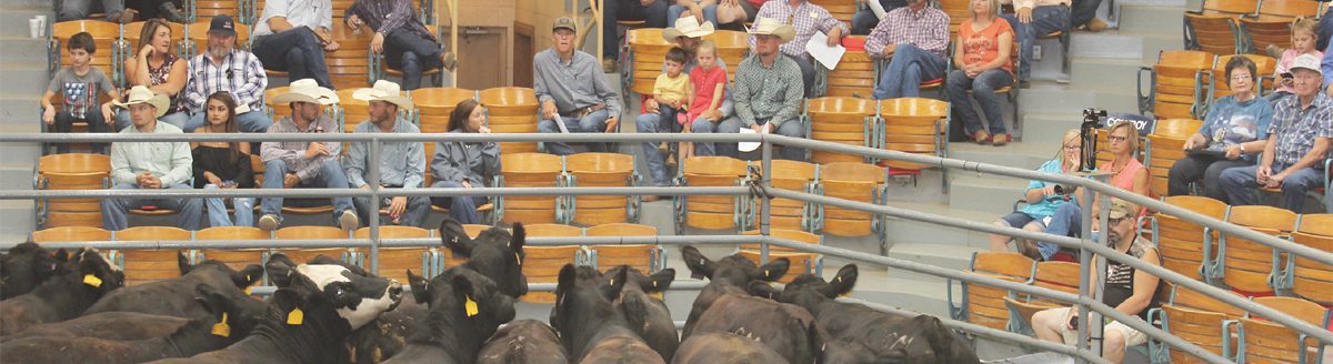 Feeders are looking for opportunities to add capacity, if it is feasible. This photo was taken during a King of the Ring competition several years ago at Winter Livestock, Dodge City, Kansas. (Journal photo by Dave Bergmeier.)