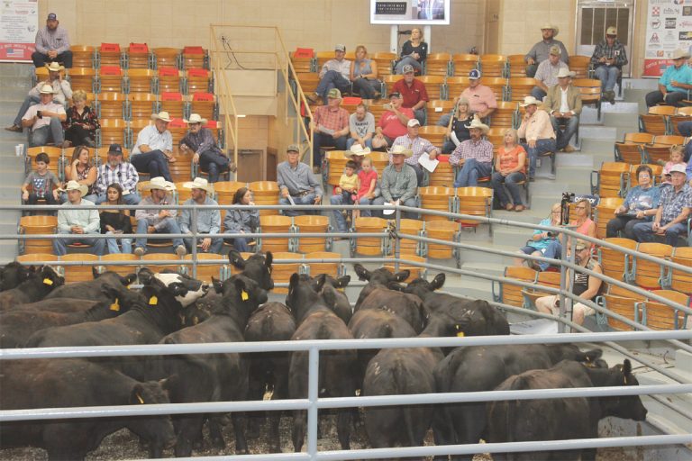 Feeders are looking for opportunities to add capacity, if it is feasible. This photo was taken during a King of the Ring competition several years ago at Winter Livestock, Dodge City, Kansas. (Journal photo by Dave Bergmeier.)
