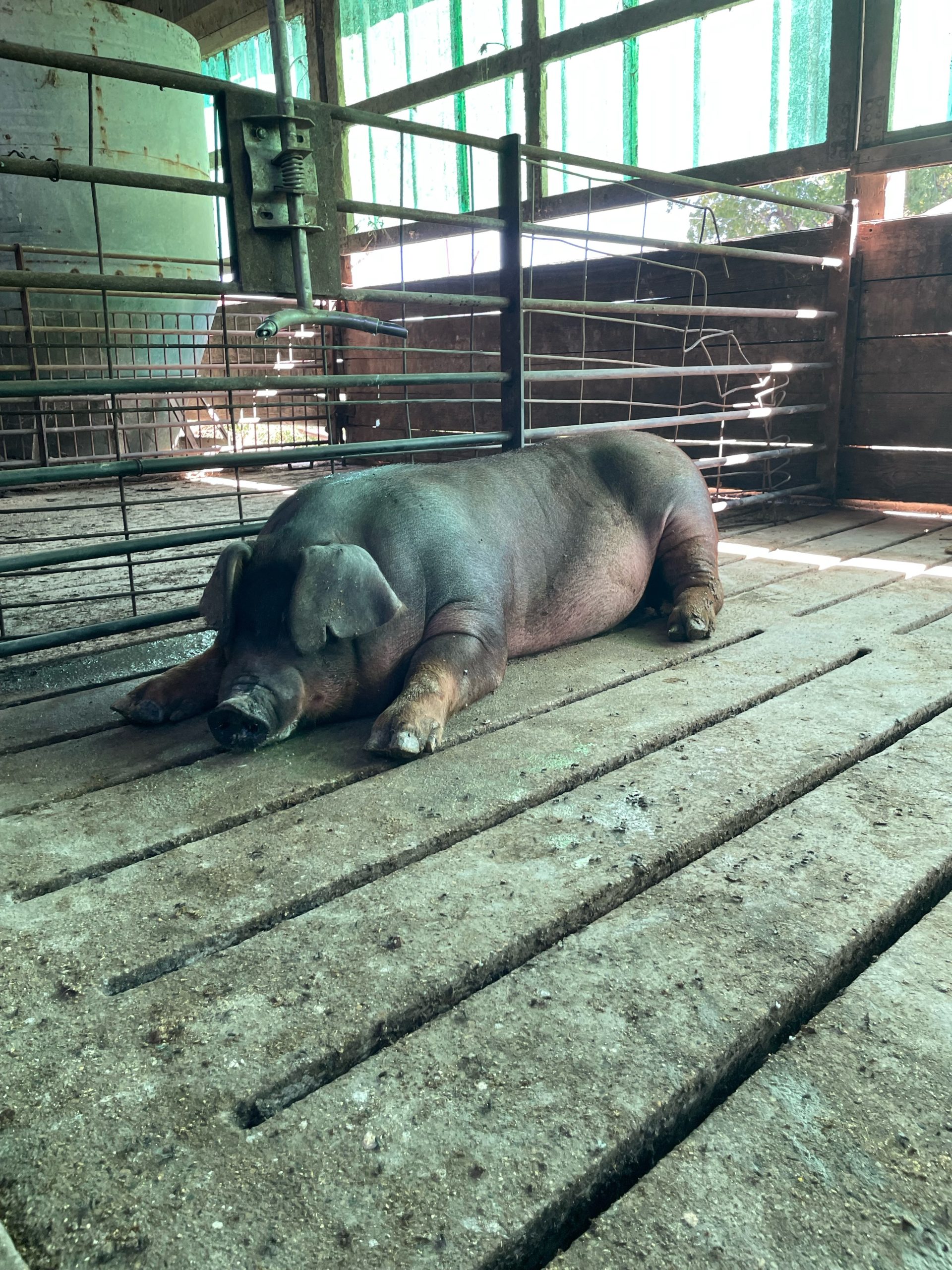 Large red Duroc pig lying down. (Journal photo by Natalie Sleichter.)