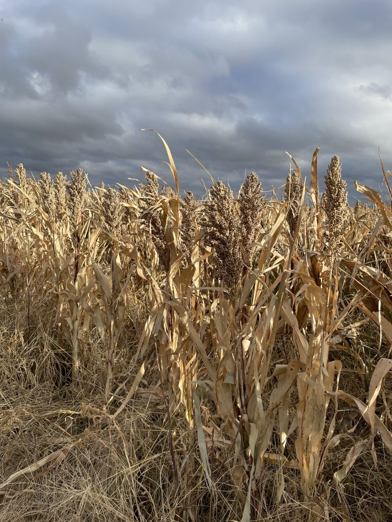 Field of milo that is almost ready to harvest. (Journal photo by Jennifer Theurer.)