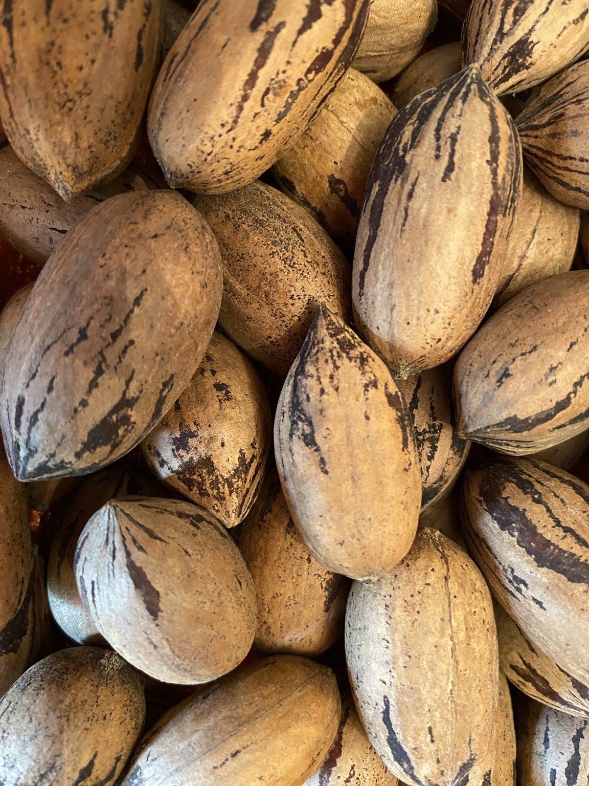 There's a whole lot of shakin' goin' on in Missouri pecan trees High