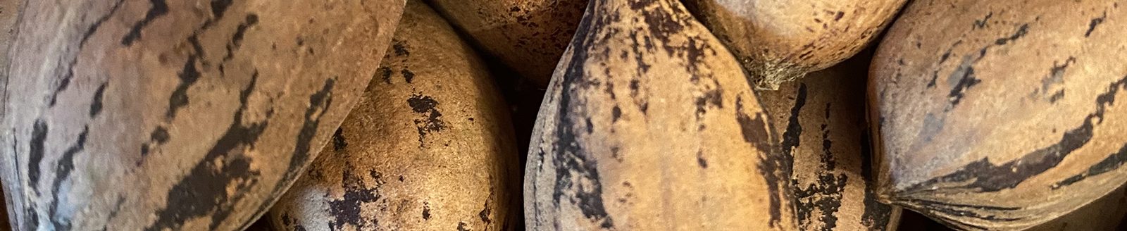 Pecans are swept and vacuumed up by a machine or a specialized attachment after being shaken from the tree. (Photo courtesy of Michele Warmund.)