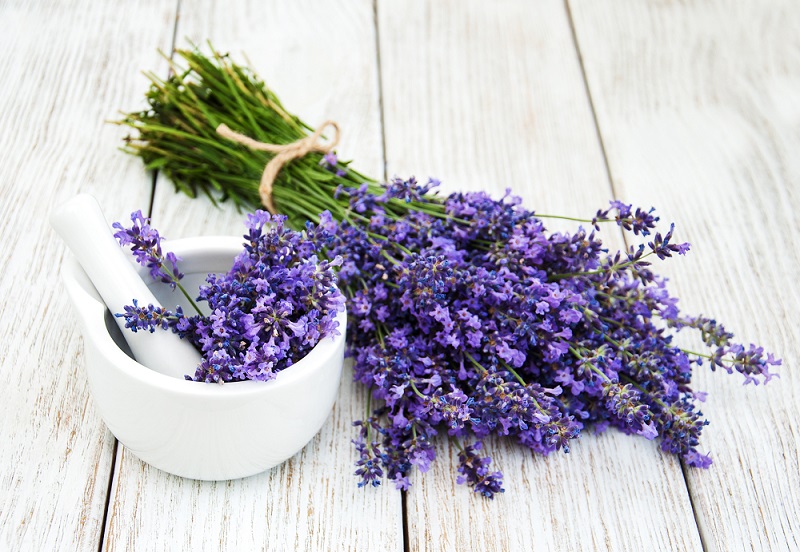 The New Mexico Department of Agriculture is holding three virtual workshops in December. Lavender considered a specialty crop by the United States Department of Agriculture. (Envato Elements stock photo.)