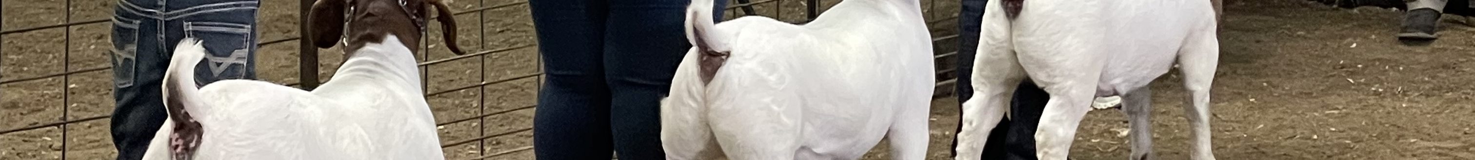 One of the goat classes at Oklahoma Panhandle State University's recent Panhandle Showdown. (Journal photo by Jennifer Theurer.)