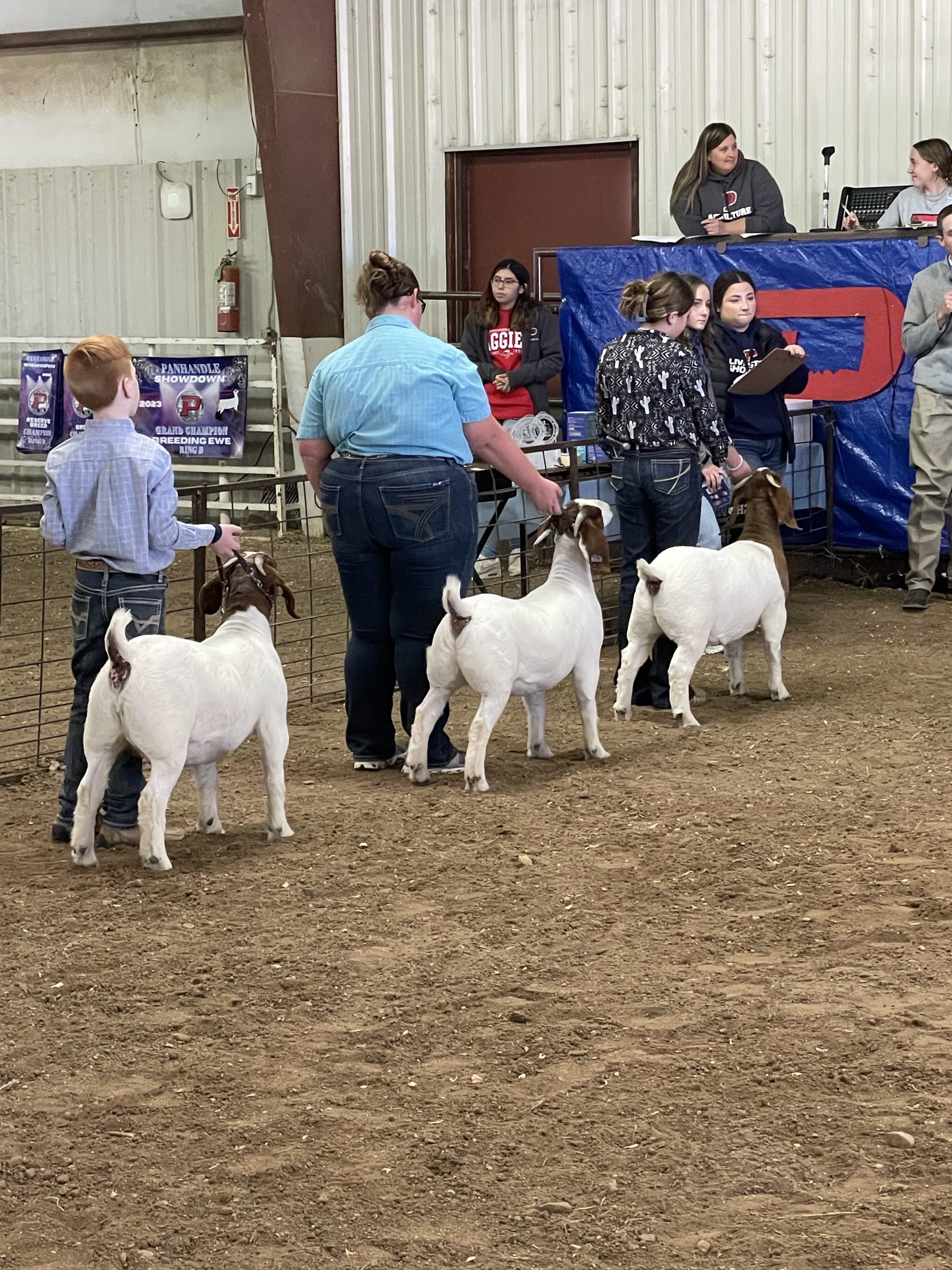 One of the goat classes at Oklahoma Panhandle State University's recent Panhandle Showdown. (Journal photo by Jennifer Theurer.)