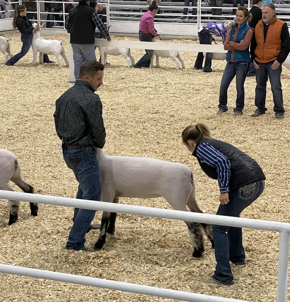 Two members of Oklahoma Panhandle State University's Livestock Show Team recently exhibited their Shropshire ewe at the Mid-American Stock Show in Hutchinson, Kansas. (Journal photo by Jennifer Theurer.)