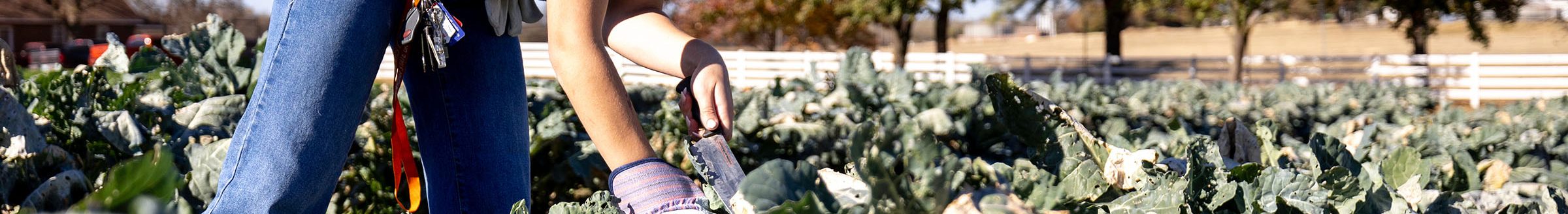 Students at the OSU Student Farm are involved in every phase of establishing and operating the university’s commercial garden, which provides hands-on experience in vegetable production. (Photo by Mitchell Alcala, OSU Agriculture.)