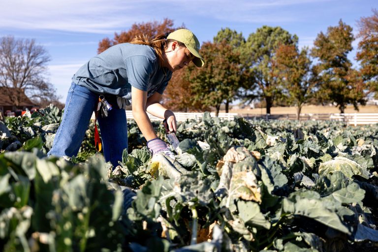 Students at the OSU Student Farm are involved in every phase of establishing and operating the university’s commercial garden, which provides hands-on experience in vegetable production. (Photo by Mitchell Alcala, OSU Agriculture.)