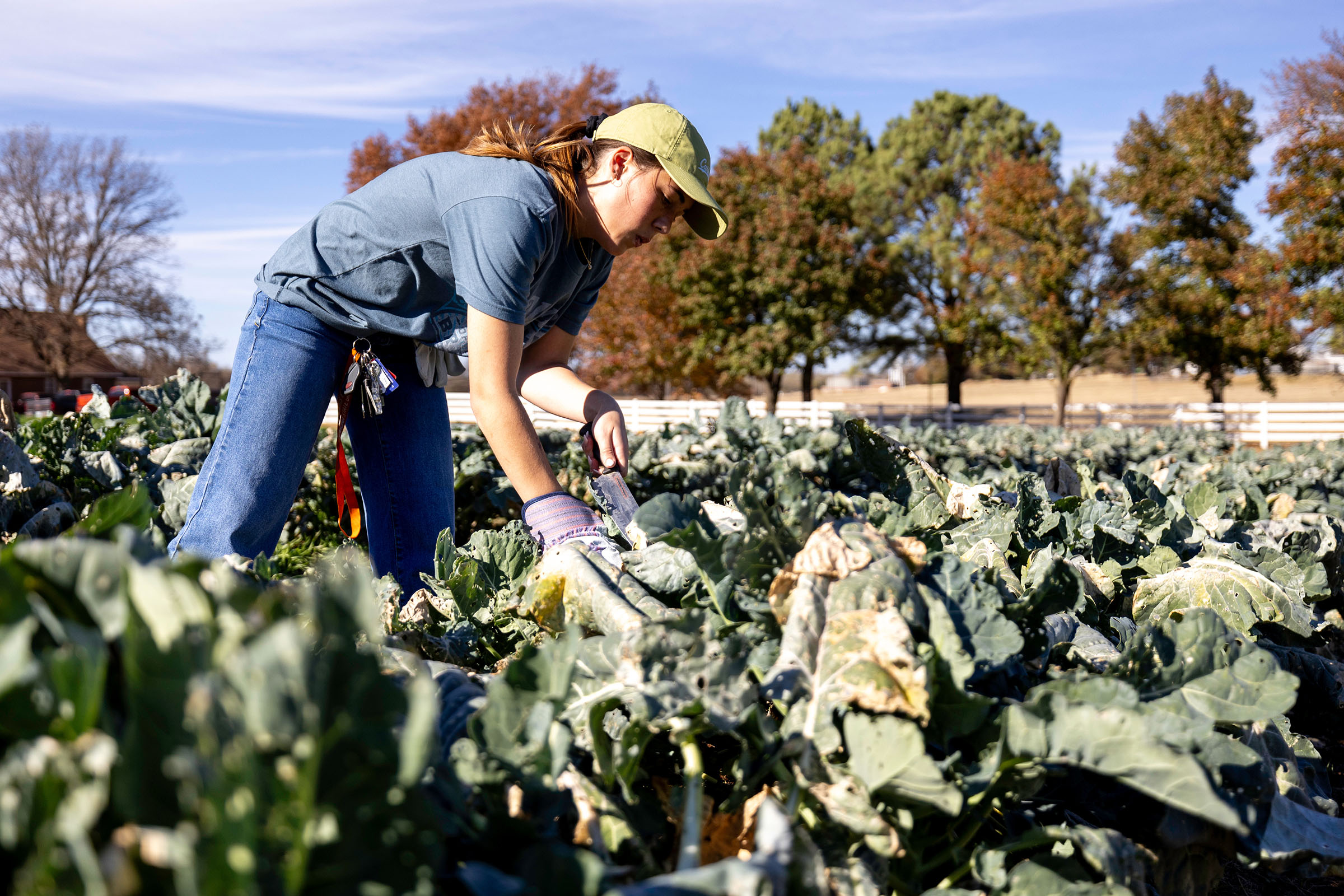 Students at the OSU Student Farm are involved in every phase of establishing and operating the university’s commercial garden, which provides hands-on experience in vegetable production. (Photo by Mitchell Alcala, OSU Agriculture.)