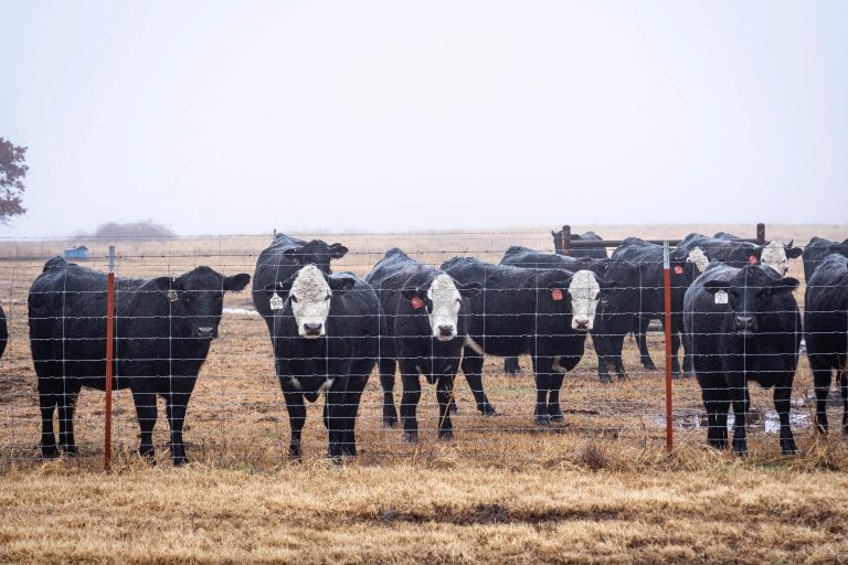 (Photo by OSU Agriculture.)