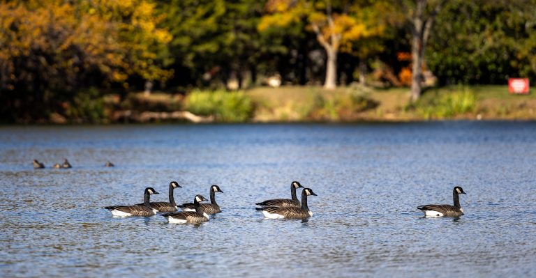 Oklahoma State University scientists will work to uncover the mysteries of bird migration by determining what environmental factors affect migrating bird species and how they are responding to major environmental changes. (Photo by Mitchell Alcala, OSU Agriculture.)