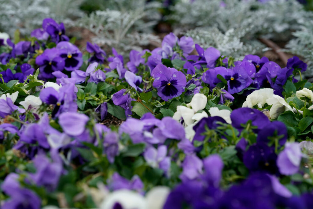 Pansies are a popular cool-season annual to add color to garden as the colder months approach. (Photo by Laura McKenzie, Texas A&M AgriLife.)