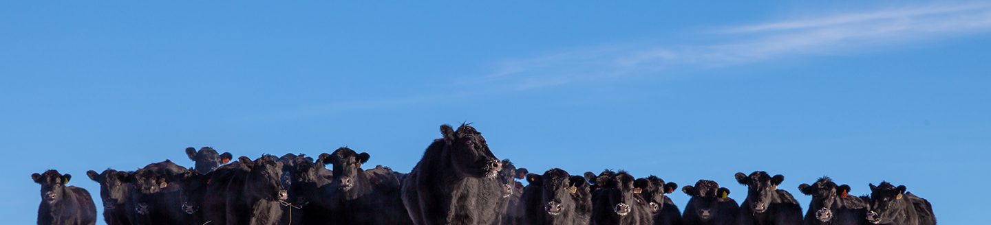 Black Angus cattle graze along rocky area of pasture. (Courtesy photo.)