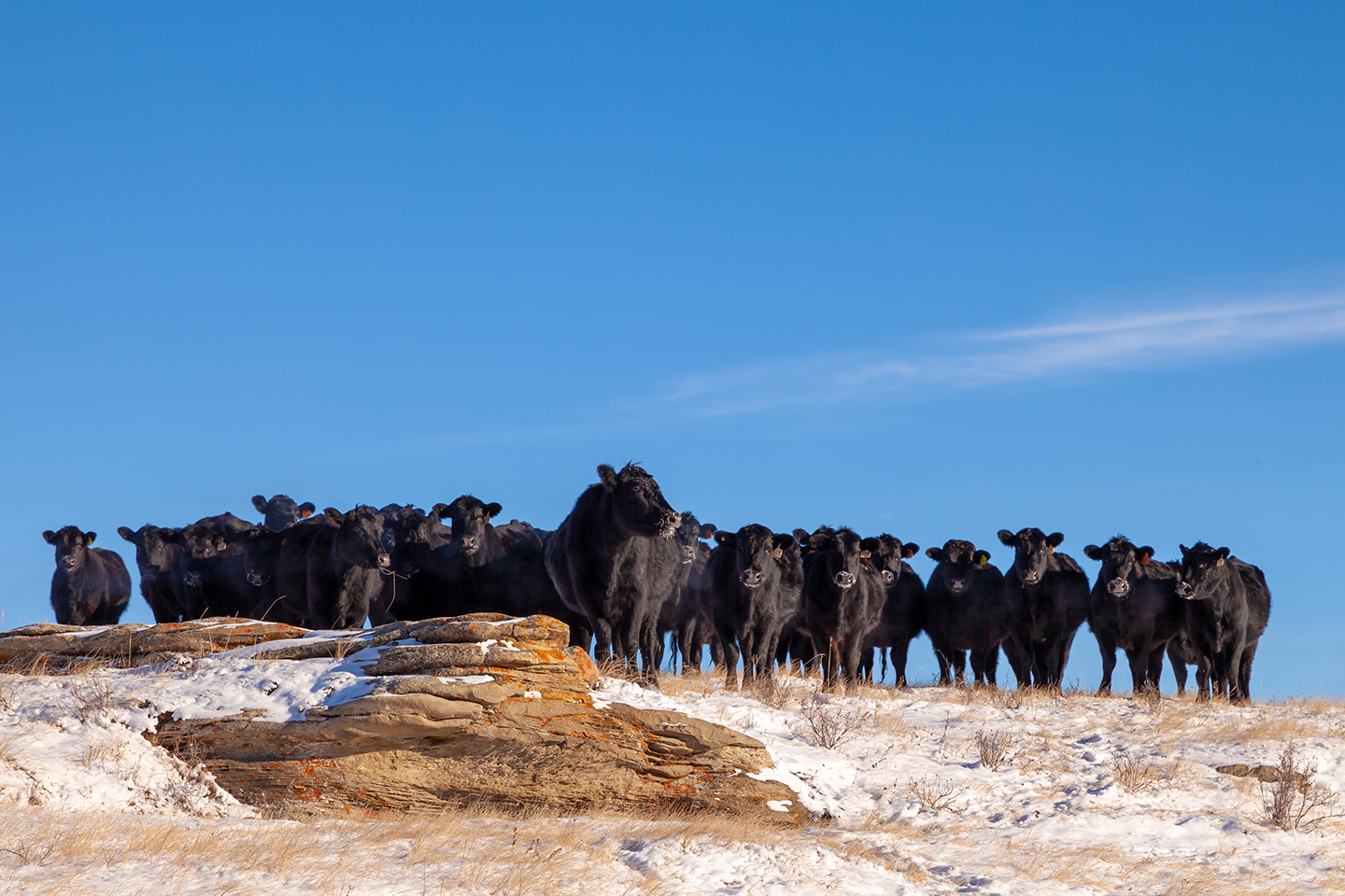 Black Angus cattle graze along rocky area of pasture. (Courtesy photo.)
