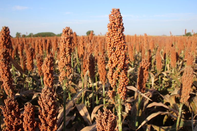Ripe milo or grain sorghum field. (Journal photo by Lacey Vilhauer.)