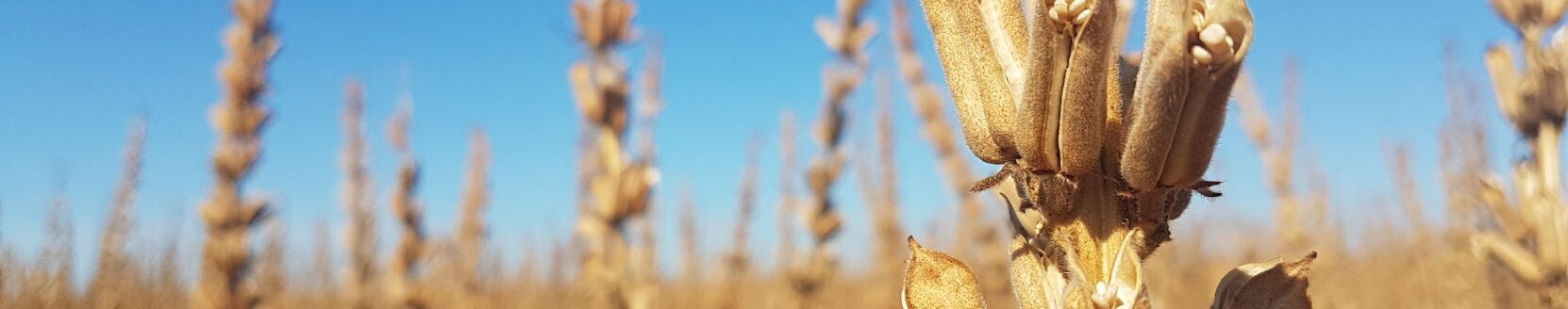 Sesame plant in the field. (Photo courtesy of Equinom, Ltd.)