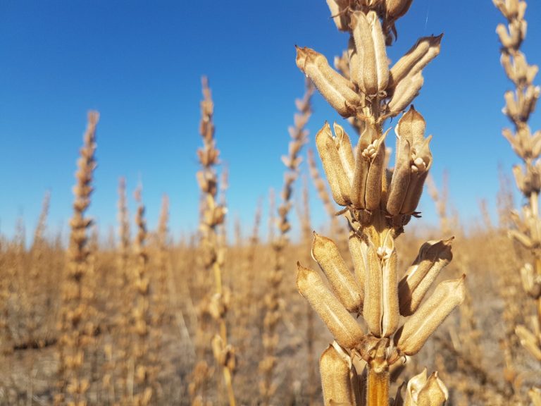 Sesame plant in the field. (Photo courtesy of Equinom, Ltd.)