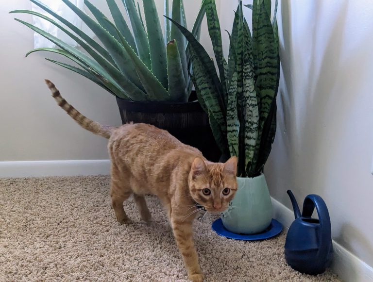Dogs, cats, and other animal companions that share your home can be at risk if they ingest houseplants that are poisonous to them. (Photo: Bruce J. Black and Emily Steele, Illinois Extension)