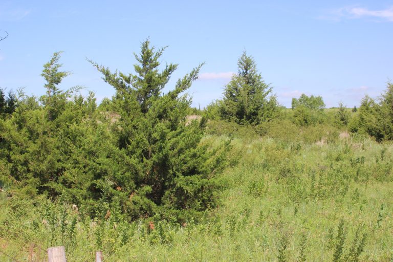 The Terry Peach North Canadian Watershed Restoration Act was signed into Oklahoma law on Oct. 27 and provides funding for Eastern red cedar trees along the North Canadian Basin. (Journal photo by Lacey Vilhauer.)