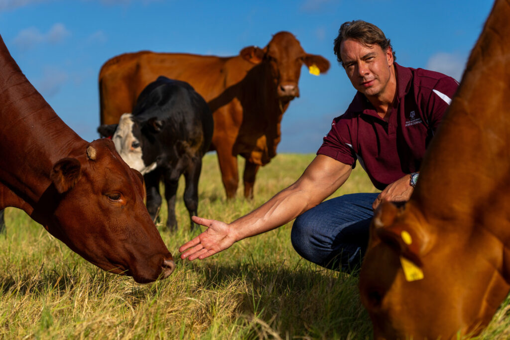 Reinaldo Cooke, Ph.D., is leading a Texas A&M AgriLife project that will feed omega-6 and omega 3 fatty acids to beef cattle to determine what role they may play in managing early embryonic loss. (Photo by Michael Miller, Texas A&M AgriLife.)