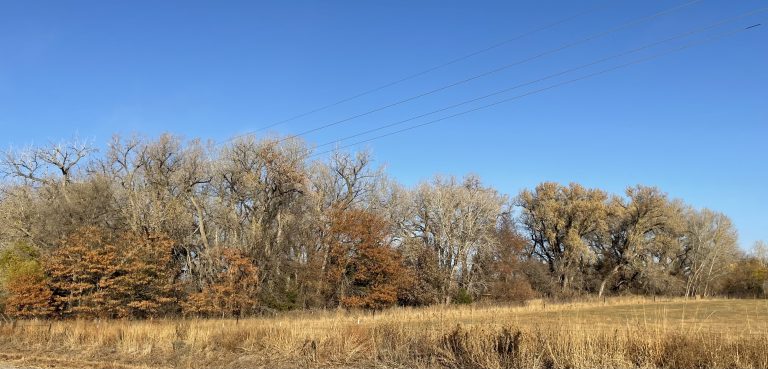 Tree row. (Journal photo by Jennifer Theurer.)